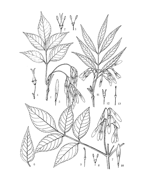 Natural compounds from  Fraxinus chinensis